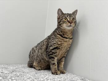 Rescue Domestic Short Hair Cats for Adoption in Frankfort, Indiana - Sarah | PetCurious