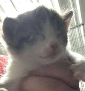Cyrus -  Domestic Short Hair Cat for Adoption in Campbellsville, Kentucky - Cyrus | PetCurious