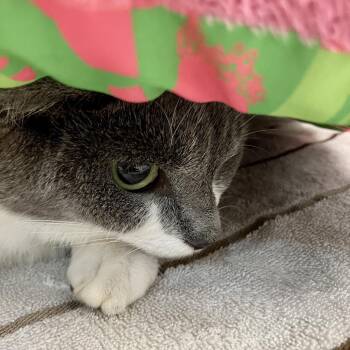1519-C26 -  Domestic Short Hair Cat for Adoption in Port Charlotte, Florida - 1519-C26 | PetCurious