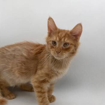 Domestic Medium Hair Cats Available for Adoption - Lemon Oreo | PetCurious