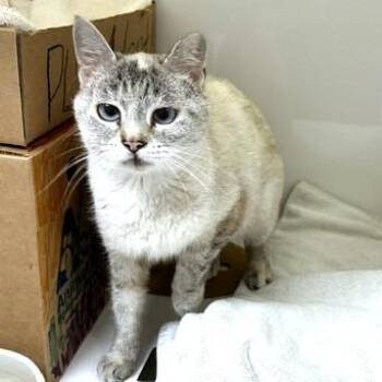 Wonder -  Domestic Short Hair Cat for Adoption - Wonder | PetCurious