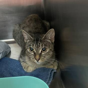 0916-C26 -  Domestic Short Hair Cat for Adoption in Port Charlotte, Florida - 0916-C26 | PetCurious