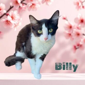 BILLY -  Domestic Short Hair Cat for Adoption in Visalia, California - BILLY | PetCurious