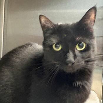 Juliet -  Domestic Short Hair Cat for Adoption in East Hanover, New Jersey - Juliet | PetCurious