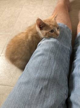 Freckles (foster cat) -  Domestic Short Hair Cat for Adoption in Littlestown, Pennsylvania - Freckles (foster Cat) | PetCurious