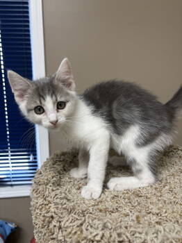 Rescue Domestic Short Hair Cats for Adoption in Mattoon, Illinois - Pugsley (The Addams Family Litter) | PetCurious