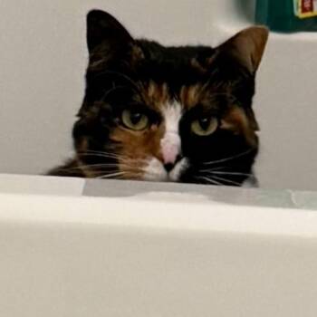 Domestic Short Hair Cats Available for Adoption in Layton, Utah - Pixel | PetCurious