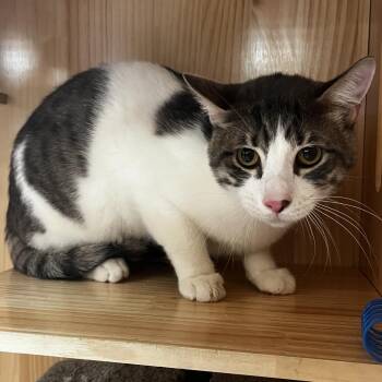 Skully -  Domestic Short Hair Cat for Adoption in Yucca Valley, California - Skully | PetCurious