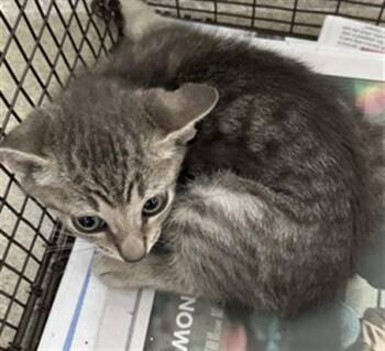 TITO -  Domestic Short Hair Cat Available for Adoption in Fort Lauderdale, Florida - TITO | PetCurious