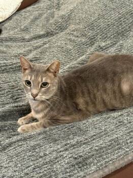 Haze (In foster) -  Domestic Short Hair Cat for Adoption in PORT WENTWRTH, Georgia - Haze (In Foster) | PetCurious