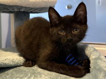 MAX -  Domestic Short Hair Cat for Adoption in Santa Clara, California - MAX | PetCurious