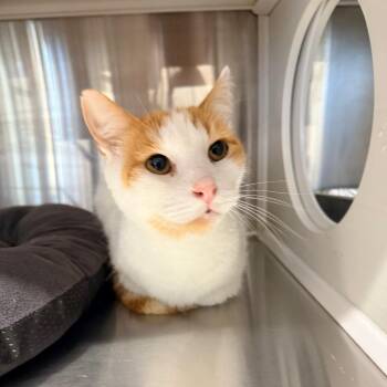 Domestic Short Hair Cats Available for Adoption in Port Neches, Texas - Bibo | PetCurious