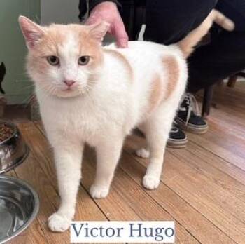 Domestic Short Hair Cats Available for Adoption - Victor Hugo | PetCurious