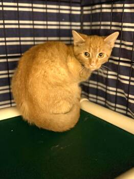 Rescue Domestic Short Hair Cats for Adoption in Hartford City, Indiana - Leo | PetCurious