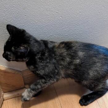 Moxie -  Domestic Short Hair Cat for Adoption in Madison, Wisconsin - Moxie | PetCurious
