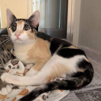 Kiara -  Domestic Short Hair Cat for Adoption in Rowlett, Texas - Kiara | PetCurious