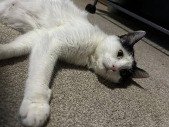 Domestic Short Hair Cats Available for Adoption - Candy | PetCurious