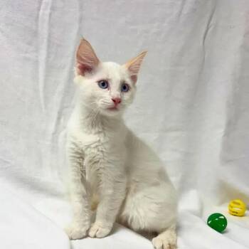 Merle -  Domestic Short Hair and Siamese Cat for Adoption in Pasco, Washington - Merle | PetCurious