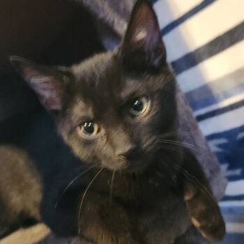 Rescue Domestic Short Hair Cats for Adoption in Melbourne, Kentucky - Ricky | PetCurious