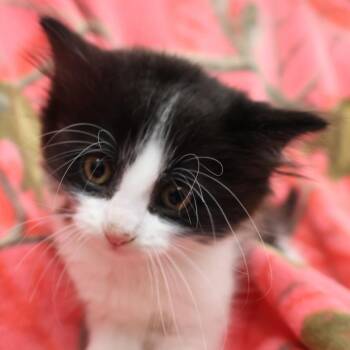 Callie C12543 -  Domestic Short Hair Cat for Adoption - Callie C12543 | PetCurious