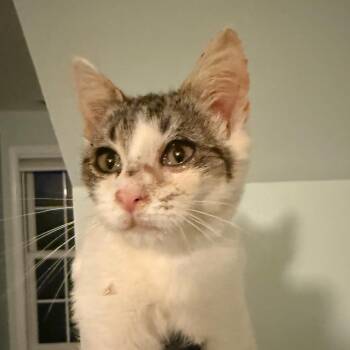 William -  Domestic Short Hair Cat for Adoption - William | PetCurious