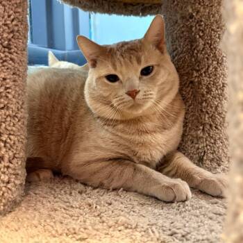 Domestic Short Hair Cats Available for Adoption in Pittsburgh, Pennsylvania - Jalapeno And Toast | PetCurious