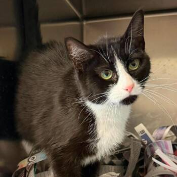 Domestic Short Hair Cats Available for Adoption in Washington, District Of Columbia - Anita (15883) | PetCurious