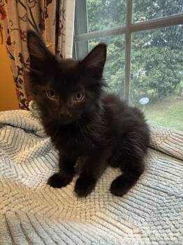 SNERT -  Domestic Short Hair Cat for Adoption in Louisville, Kentucky - SNERT | PetCurious