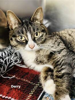 Tabby and Domestic Short Hair Cats Available for Adoption - Derry | PetCurious