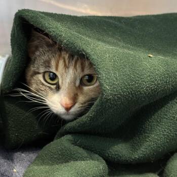 Domestic Short Hair Cats Available for Adoption in Matteson, Illinois - Lettie | PetCurious