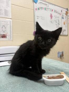 Mars Bar -  Domestic Medium Hair and Domestic Short Hair Cat for Adoption in Westland, Michigan - Mars Bar | PetCurious