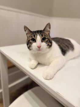 Texas Toast -  Domestic Short Hair Cat for Adoption in Dayton, Ohio - Texas Toast | PetCurious