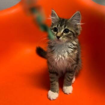 Megaphone -  Domestic Medium Hair Cat for Adoption in Decatur, Georgia - Megaphone | PetCurious