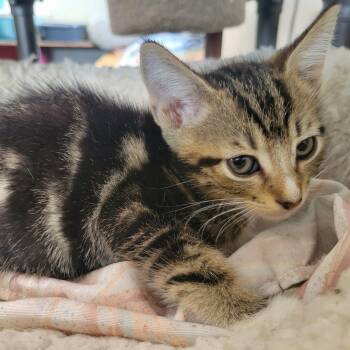 Rescue Domestic Short Hair Cats for Adoption in Bridgeton, North Carolina - Kendrick | PetCurious