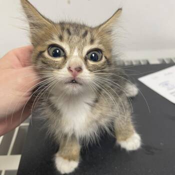 Ralphie -  American Shorthair Cat for Adoption in Dickinson, Texas - Ralphie | PetCurious