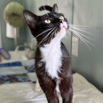 Checkers -  American Shorthair Cat for Adoption in Freeport, Florida - Checkers | PetCurious