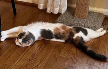 Iris V -  Calico Cat for Adoption in Cary, North Carolina - Iris V | PetCurious