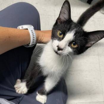 Donny -  Domestic Short Hair Cat for Adoption in Spencer, Indiana - Donny | PetCurious