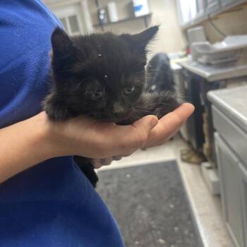 Irene -  Domestic Short Hair Cat for Adoption in Lewisburg, West Virginia - Irene | PetCurious