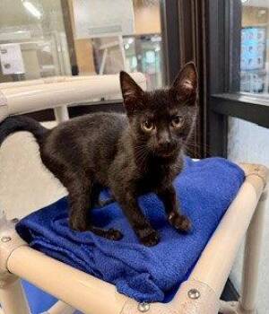 SARDINE -  Domestic Short Hair Cat for Adoption in Clyde, North Carolina - SARDINE | PetCurious