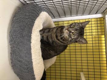 Rescue Domestic Short Hair Cats for Adoption in Lyndhurst, New Jersey - Cleo | PetCurious