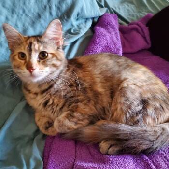 Nellie Angel -  Domestic Short Hair Cat for Adoption in Eagle Mountain, Utah - Nellie Angel | PetCurious