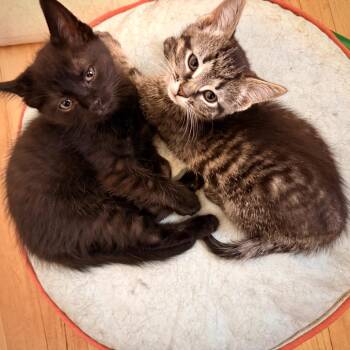 Domestic Short Hair Cats Available for Adoption in Chicago, Illinois - Leia | PetCurious