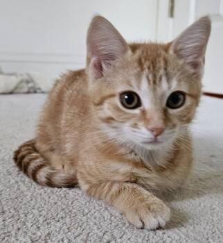 Fione -  Tabby Cat for Adoption in Frederick, Maryland - Fione | PetCurious