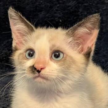 Molly Taylor -  Siamese and Domestic Short Hair Cat Available for Adoption in Wilmington Island, Georgia - Molly Taylor | PetCurious