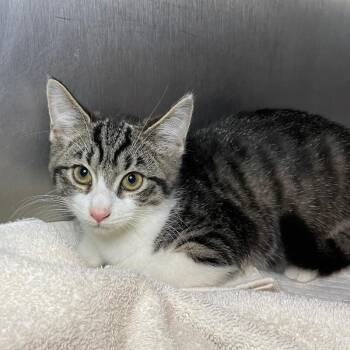 Bill -  Domestic Long Hair Cat for Adoption in Roanoke, Virginia - Bill | PetCurious