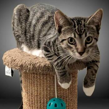 Rescue Domestic Short Hair Cats for Adoption in Fairfax, Virginia - Oliver | PetCurious