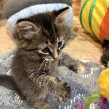 Star -  Domestic Long Hair Cat for Adoption in Brant, Michigan - Star | PetCurious