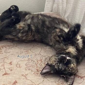 Twilight -  Domestic Medium Hair Cat for Adoption in Springfield, Oregon - Twilight | PetCurious