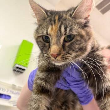 Remote Control -  Domestic Medium Hair Cat for Adoption in Charleston, West Virginia - Remote Control | PetCurious
